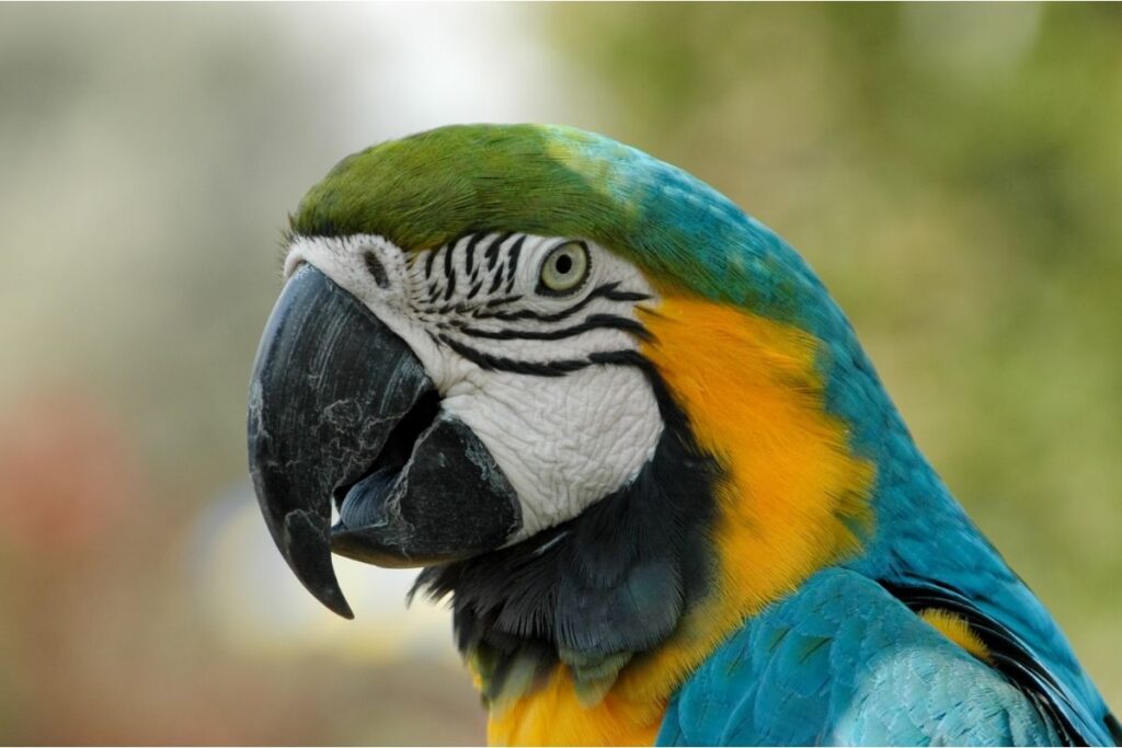 Macaw Up Close