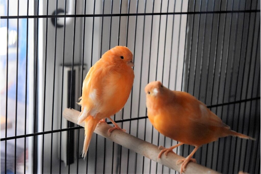 Orange Birds in a Cage