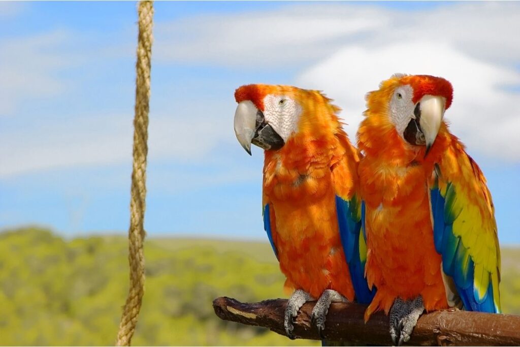 Two Parrots Perching