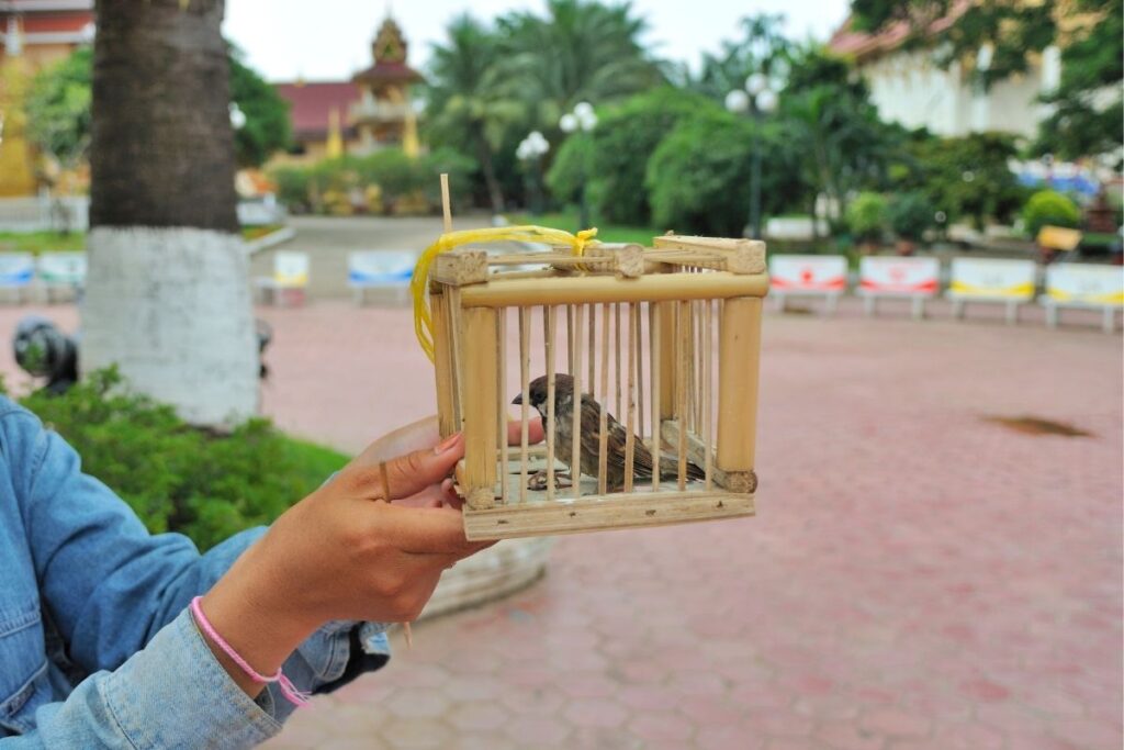 Bird in a Small Cage