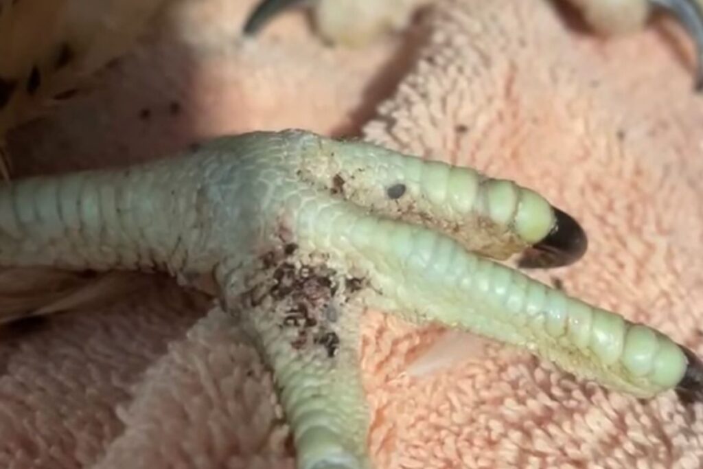 Bird Mites on Bird Feet