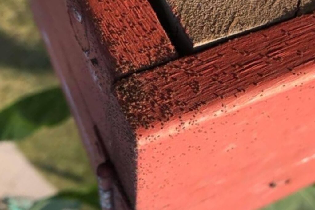 Bird Mites on Birdhouse