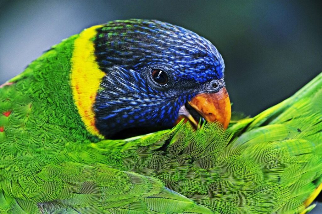 Bird Preening Its Feathers