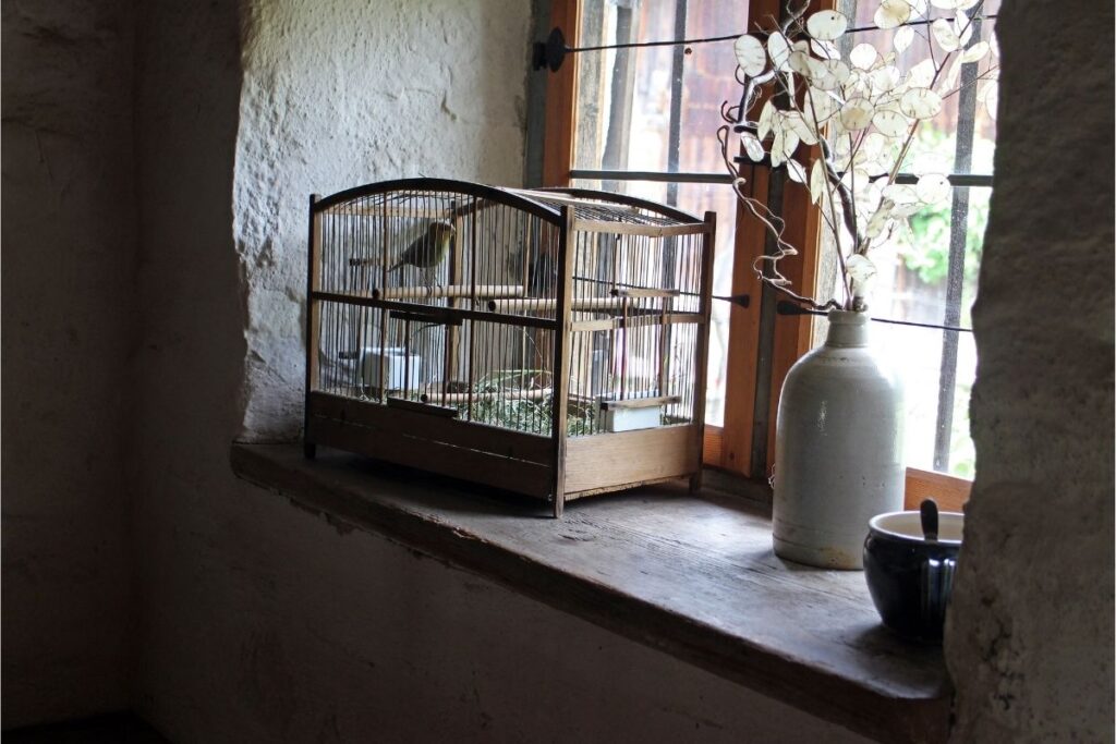 Birdcage by the Window