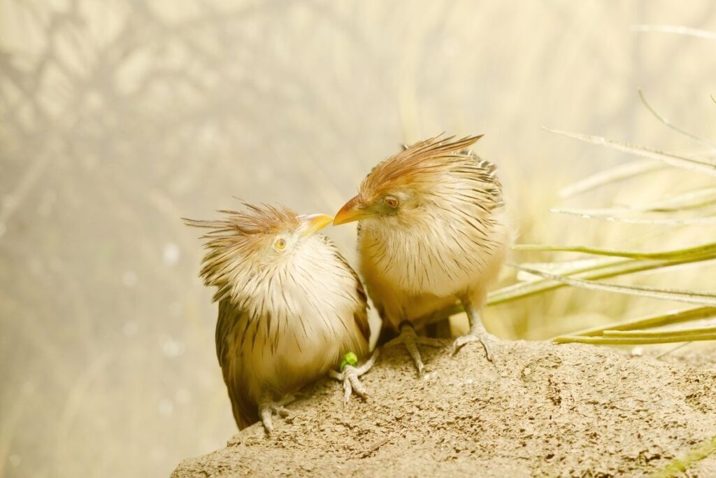 Birds Looking at Each Other