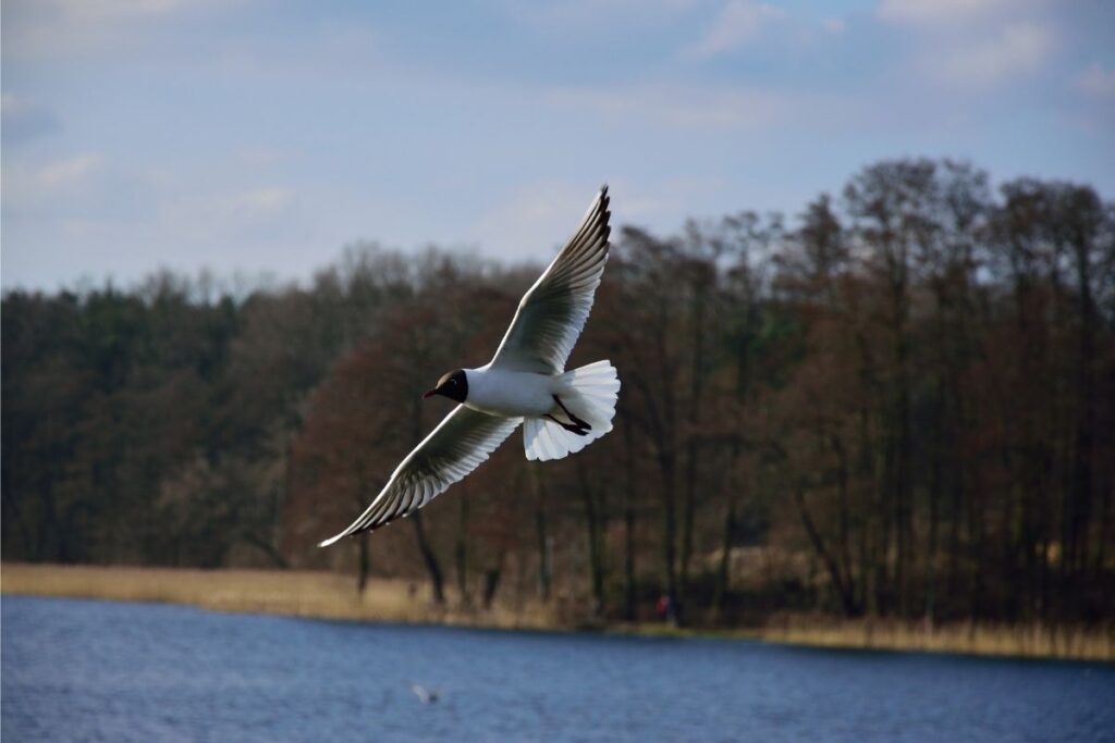 Flying Black-headed Gull