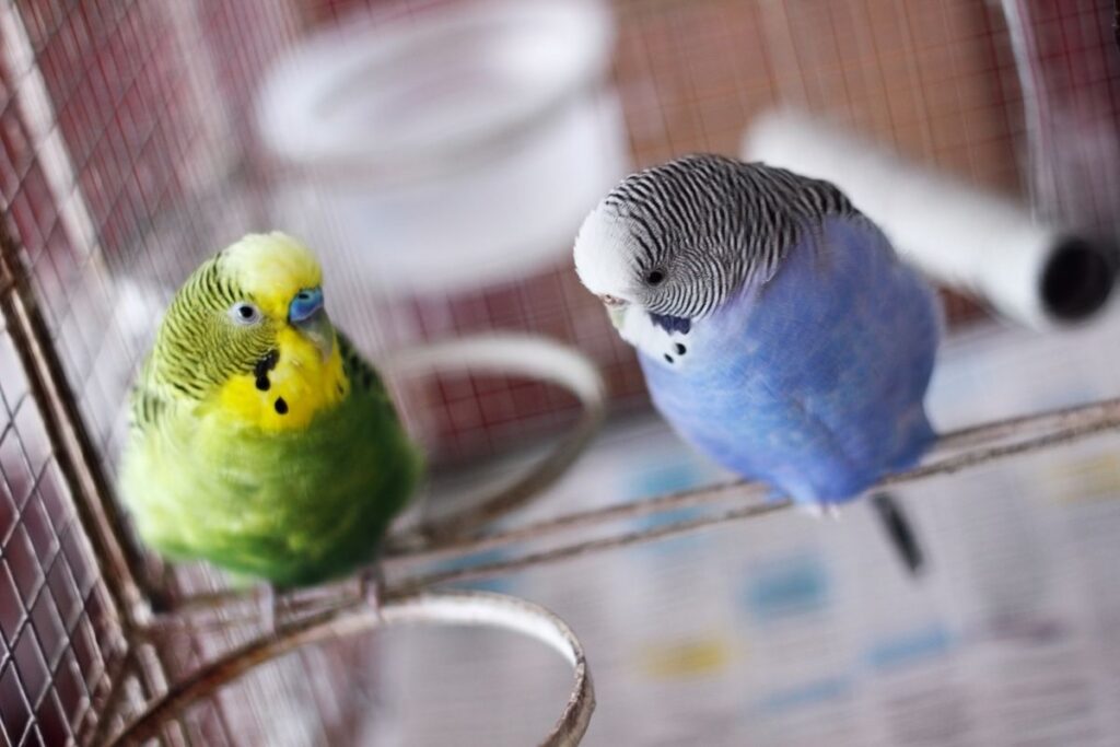 Budgies in Cage