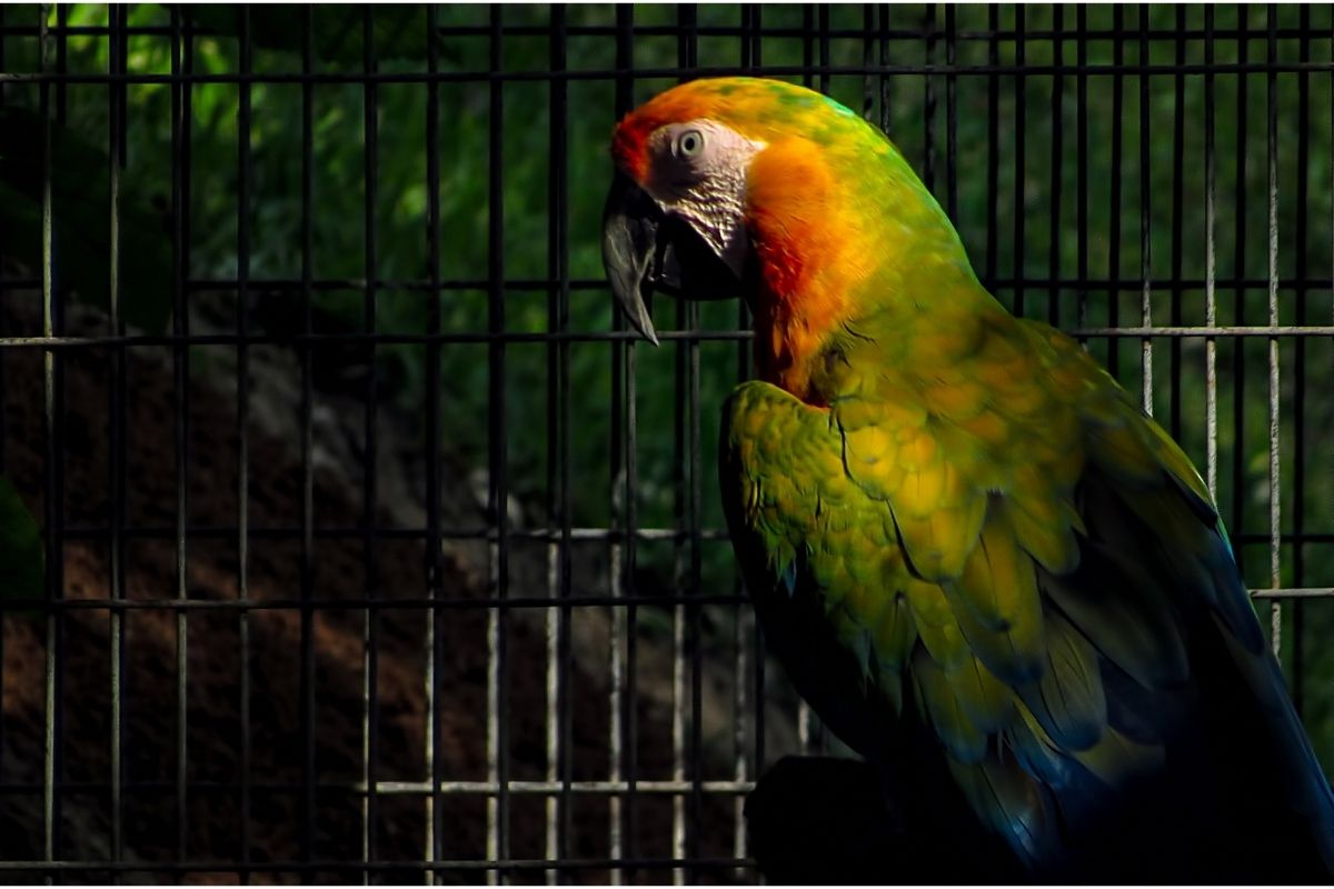 Can A Cage Be Too Big For A Bird Petsmopolitan