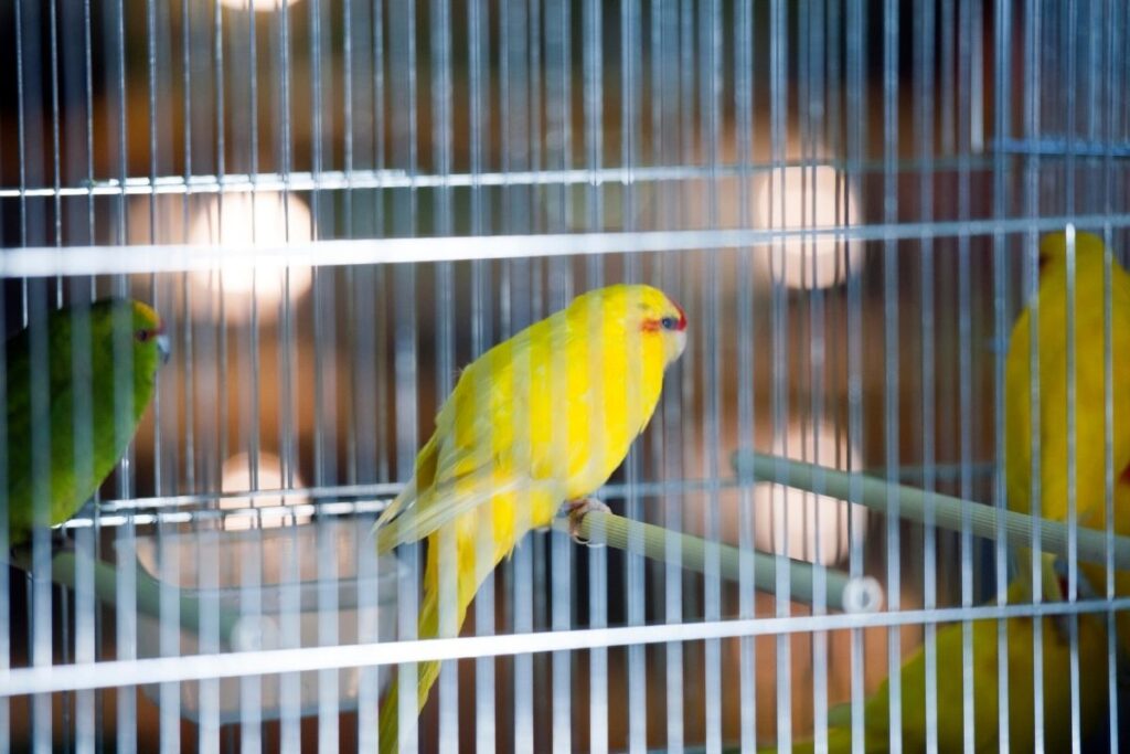 Canary in Cage