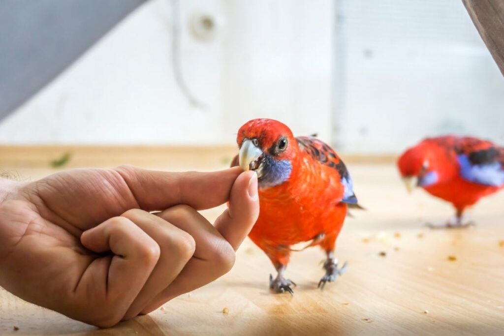 Crimson Rosella Eating from Hand