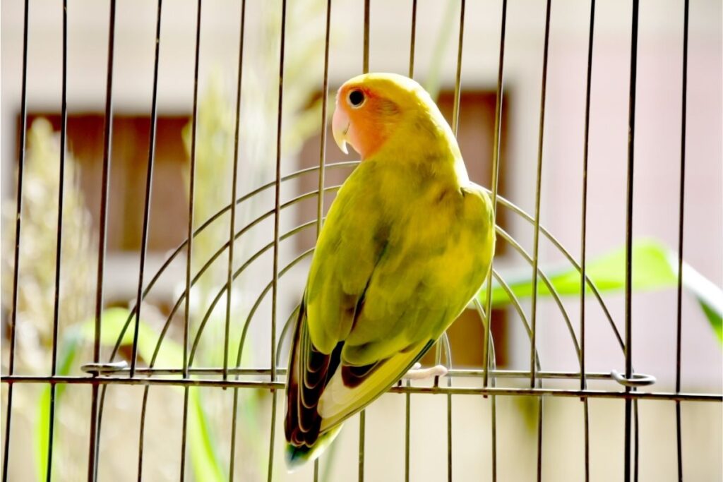 do-birds-know-their-names-petsmopolitan