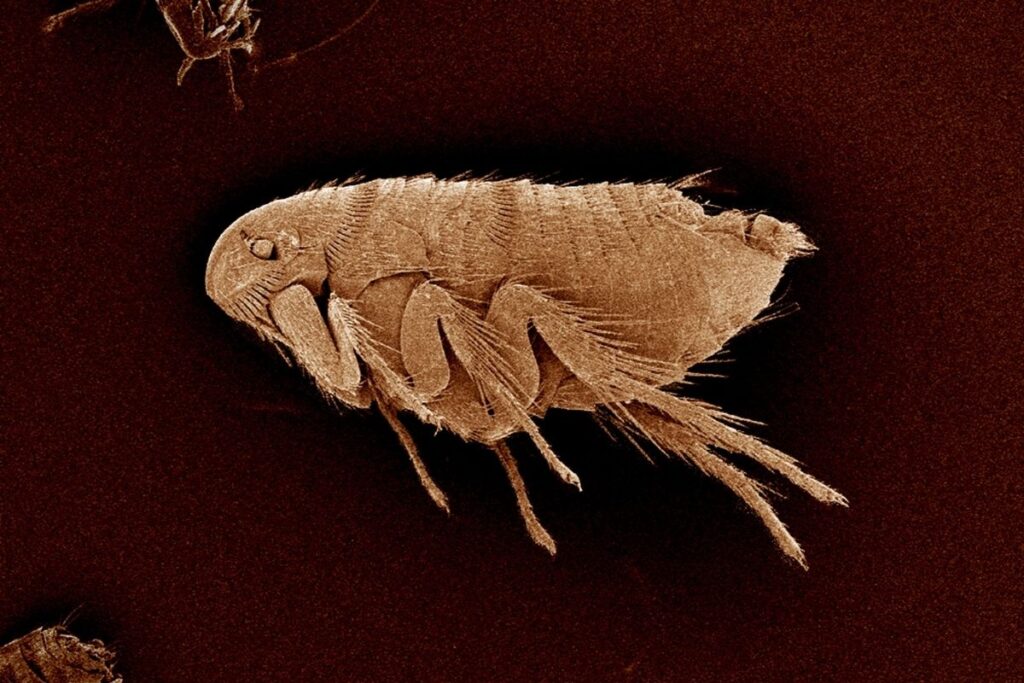 Flea Under Microscope