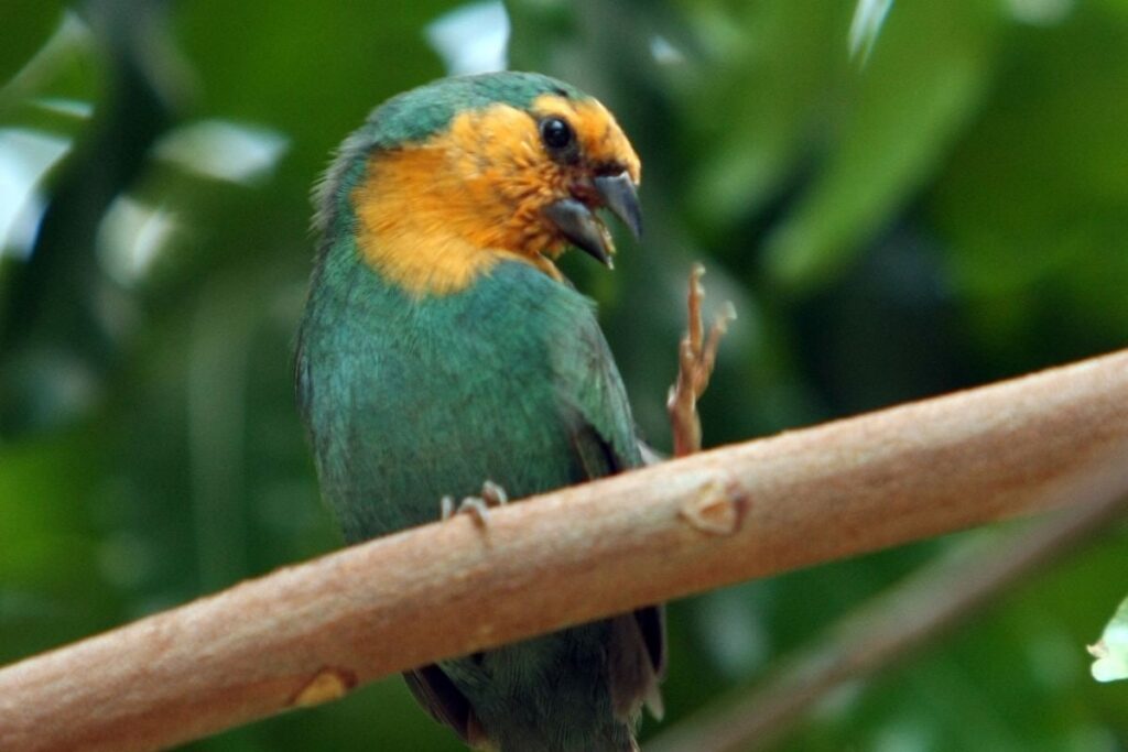 Green Yellow Bird Scratching