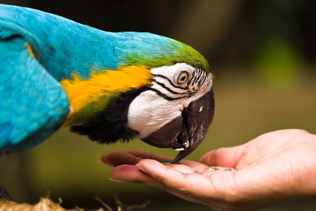 Blue-and-Yellow Macaw Feeding