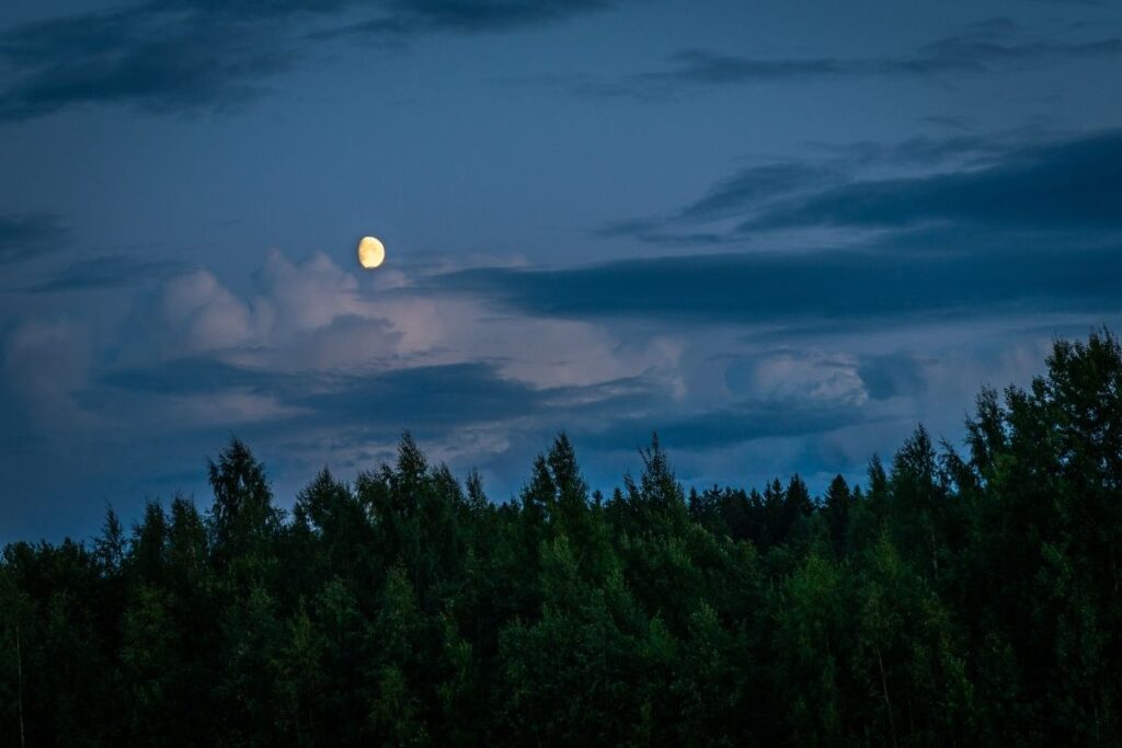 Night Time in Forest