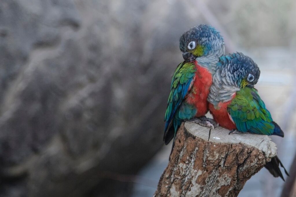 Pair of Conures