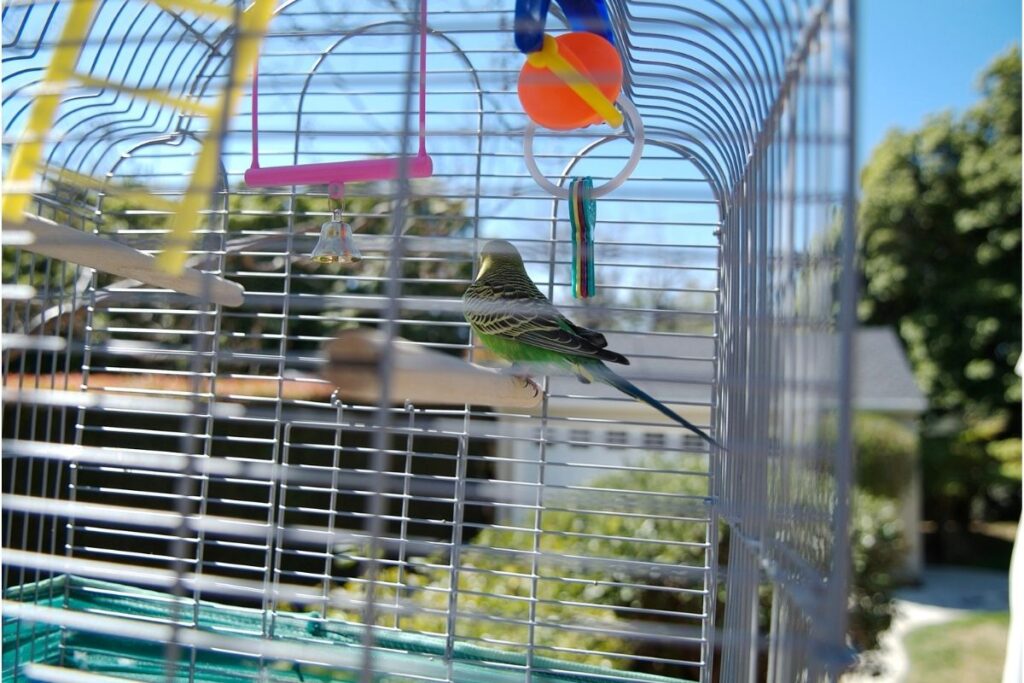 Parakeet Cage Outdoors
