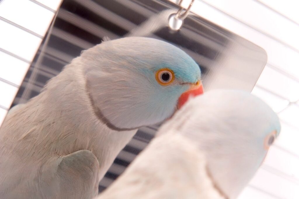 Parakeet and Mirror