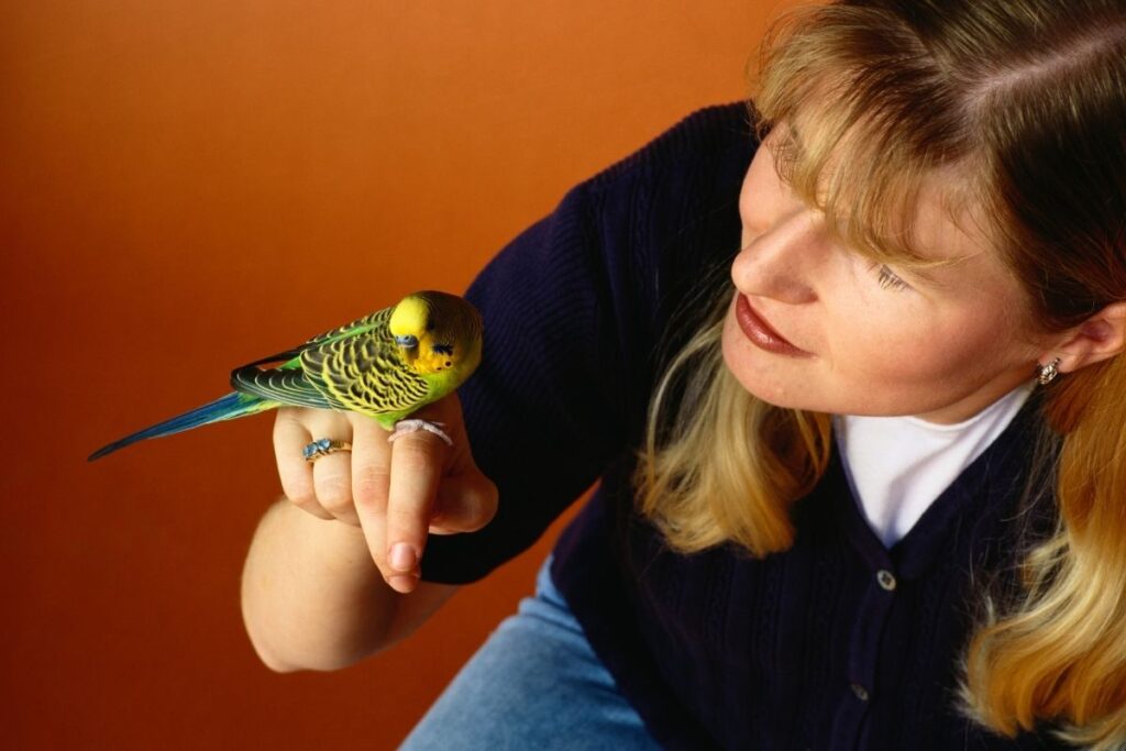 Parakeet Perching on Finger