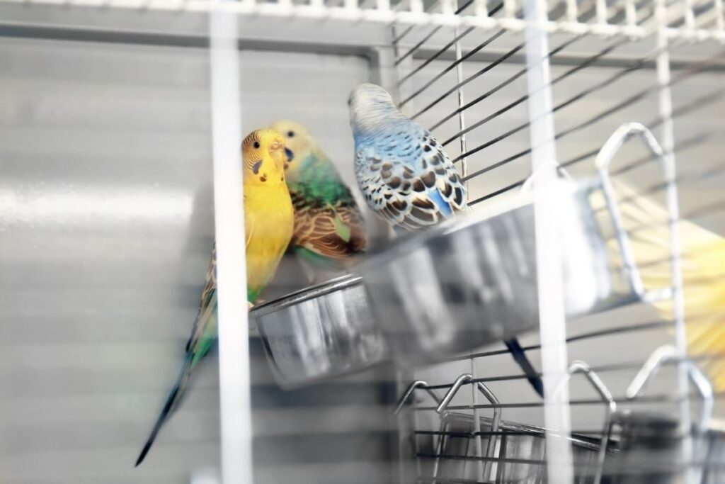 Parakeets in Cage