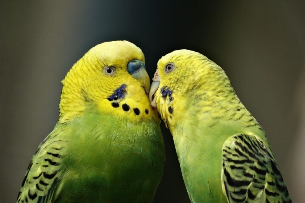 Parakeets Kissing Each Other