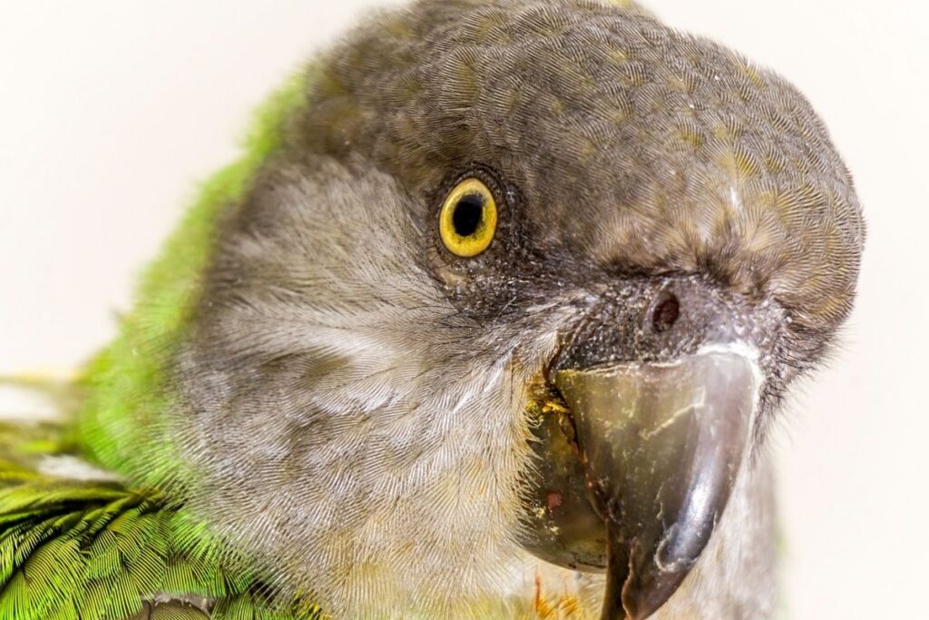 Senegal Parrot