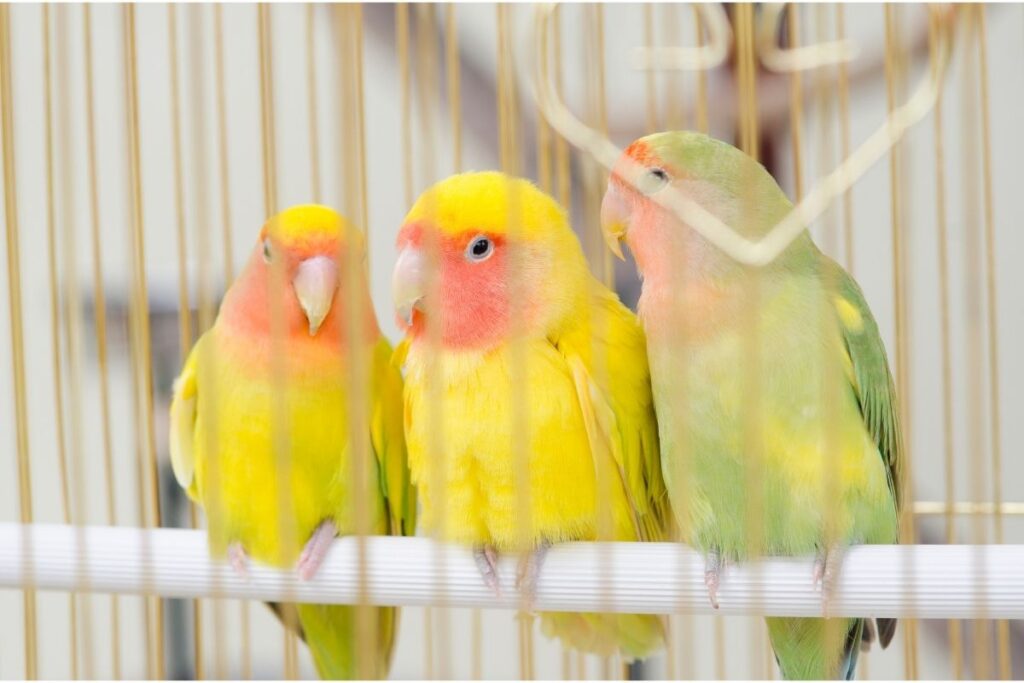 Three Birds in a Cage