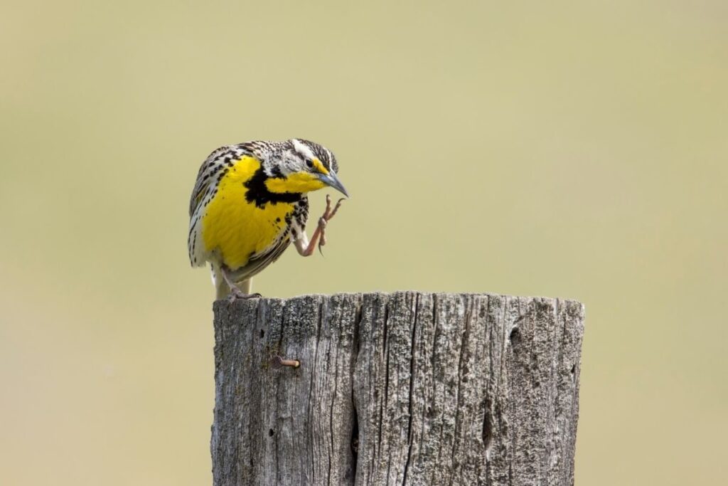 Western Meadowlark Scratching Itself