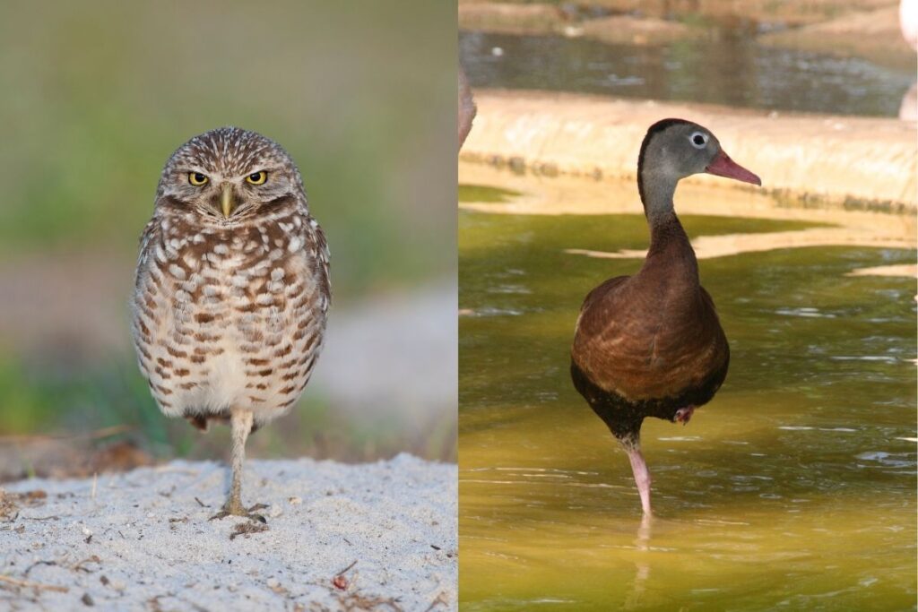 Owl and Duck Standing on One Leg