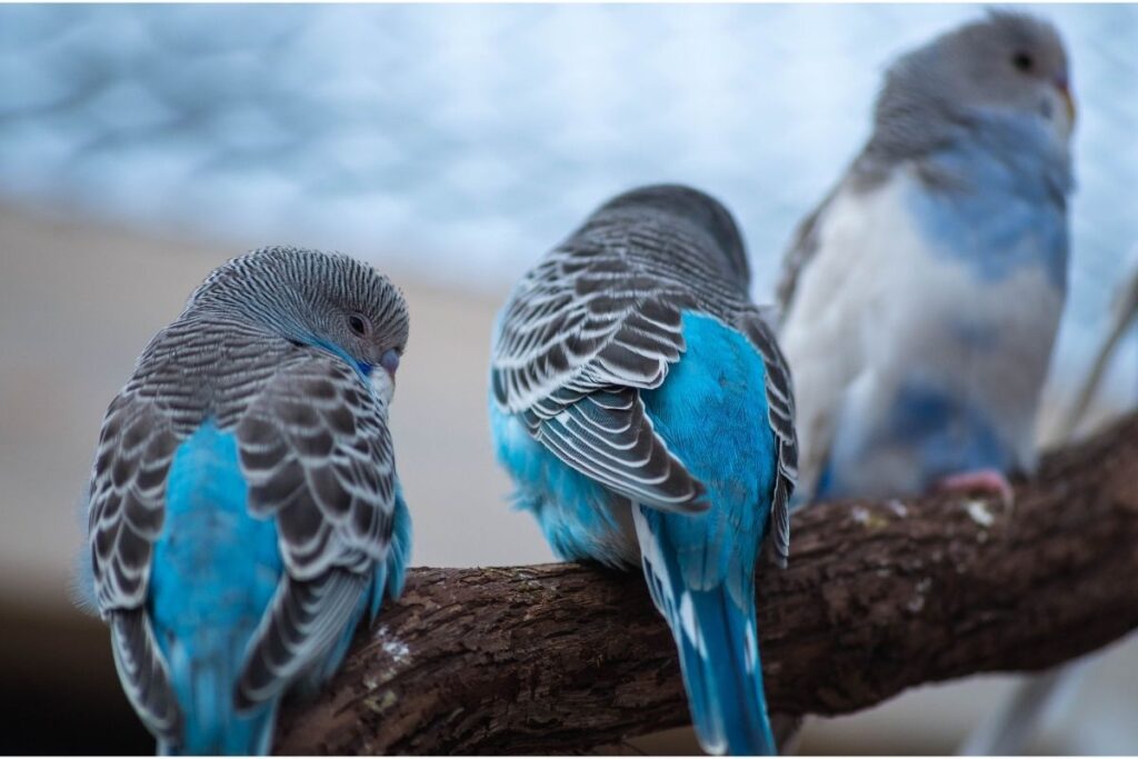 Parakeets Outdoor in the Cold