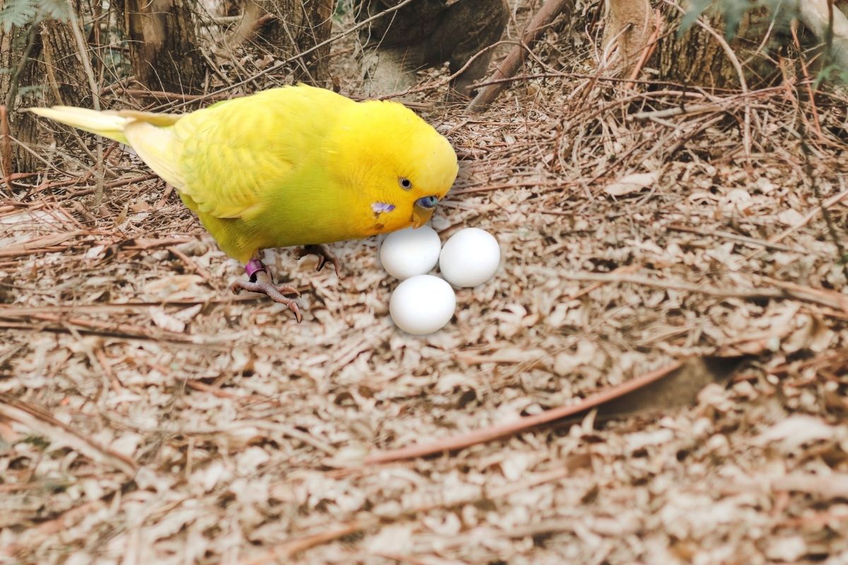 Are Parakeet Eggs Edible Petsmopolitan