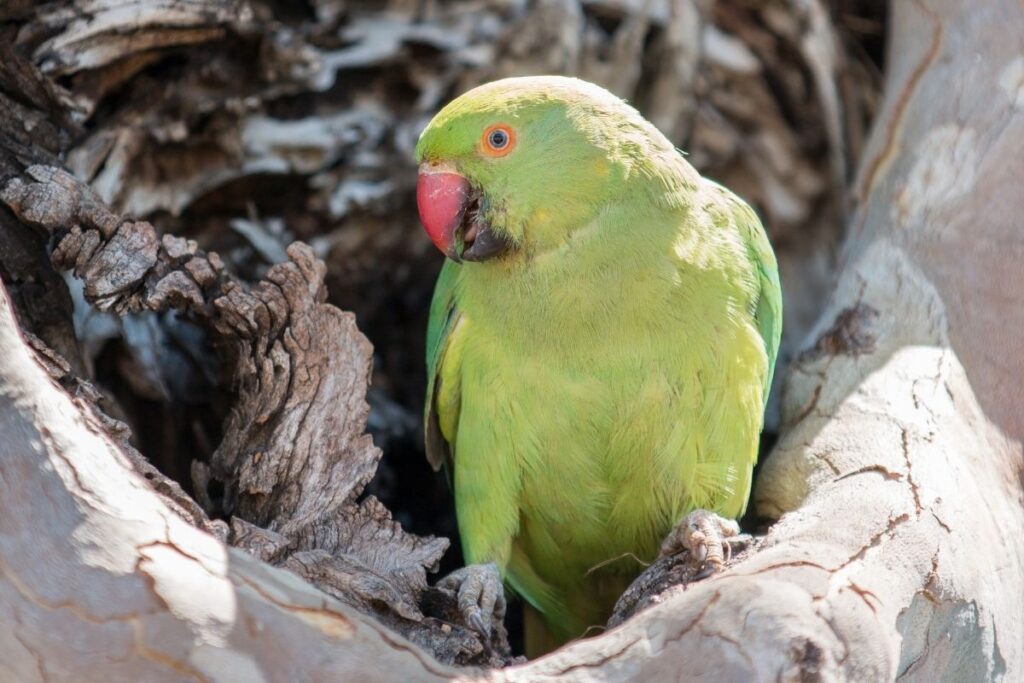 Parakeet Nesting