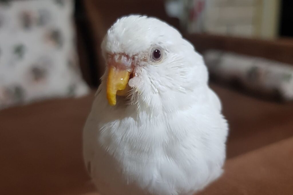 Albino Bird