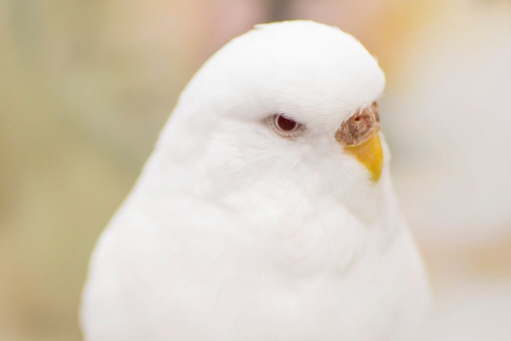 Albino Parakeet