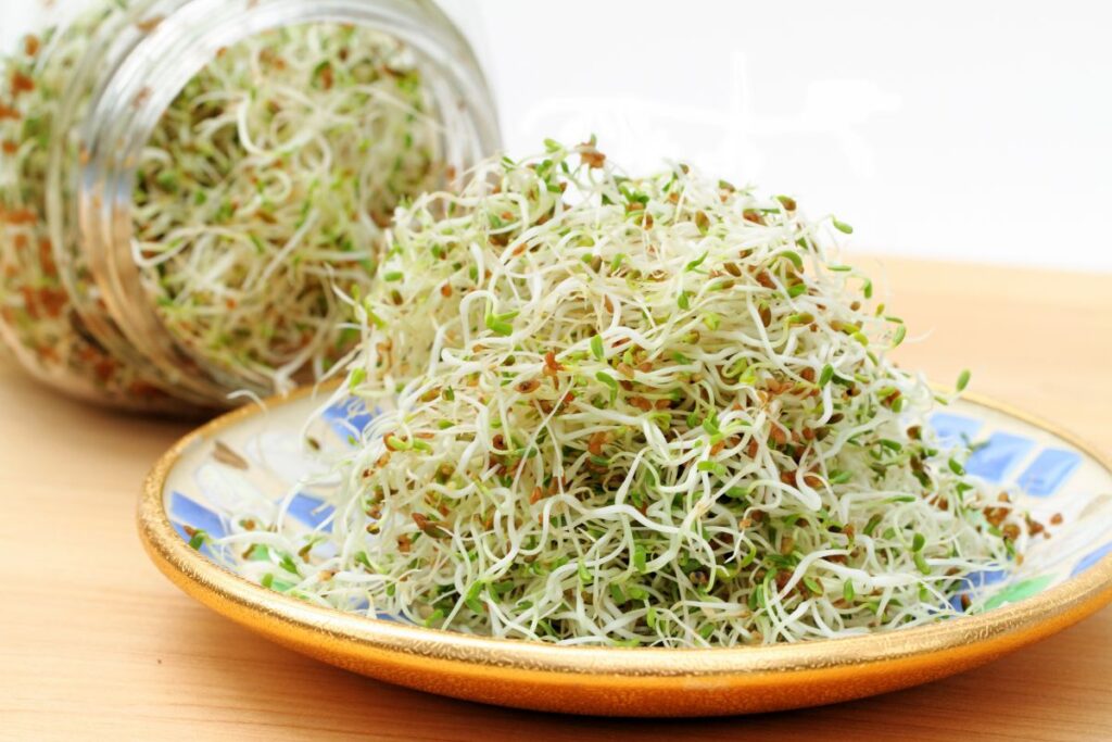 Alfafa Sprouts