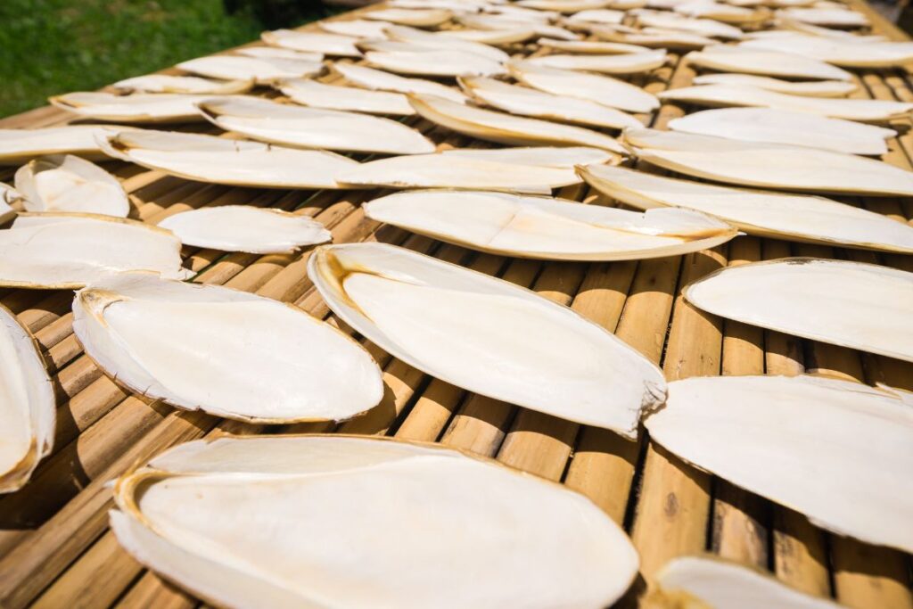 Cuttlebones Drying in the Sun