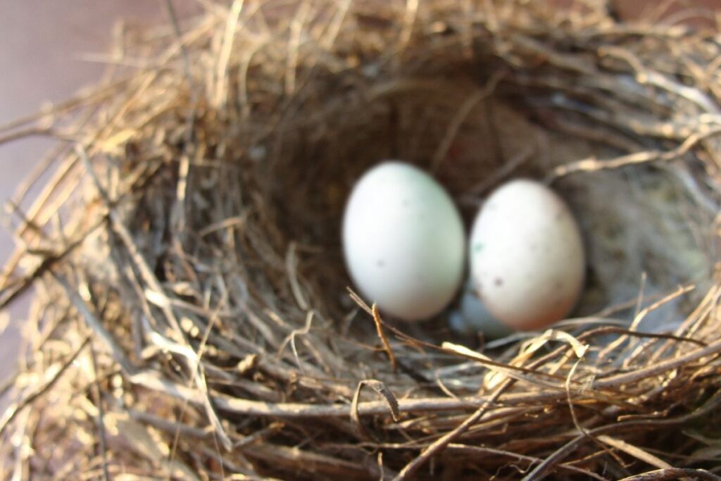 Parakeet Eggs in Nest