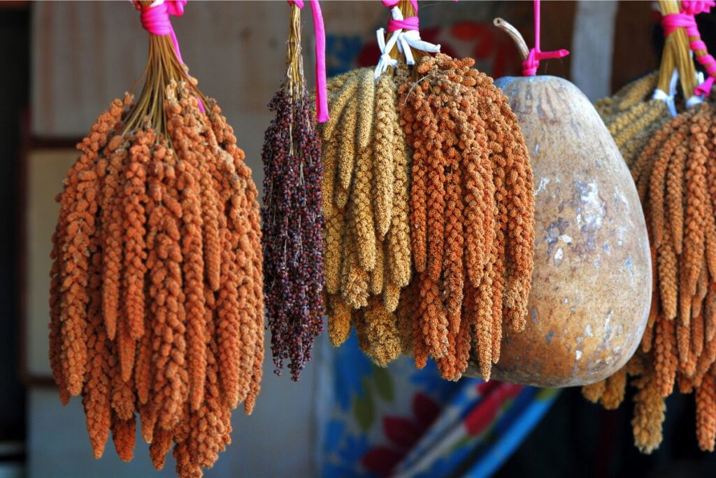 Variety of Spray Millets