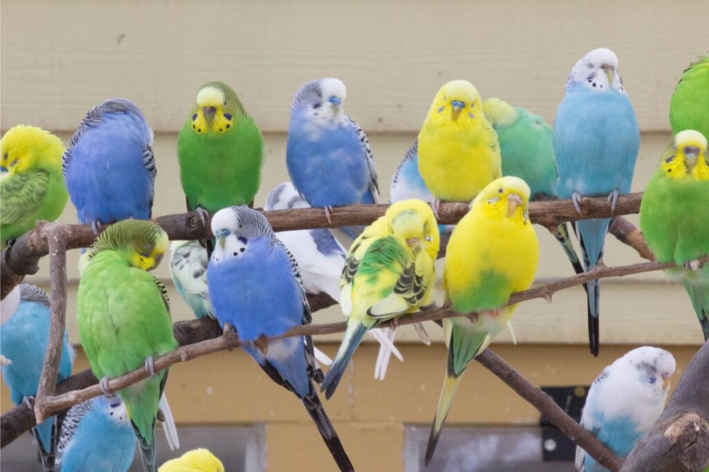 A Flock of Parakeets on a Perch