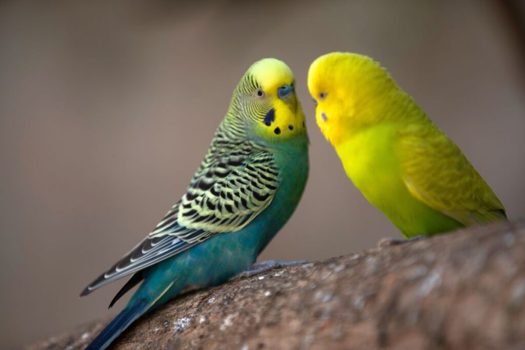 Two Parakeets Looking At Each Other