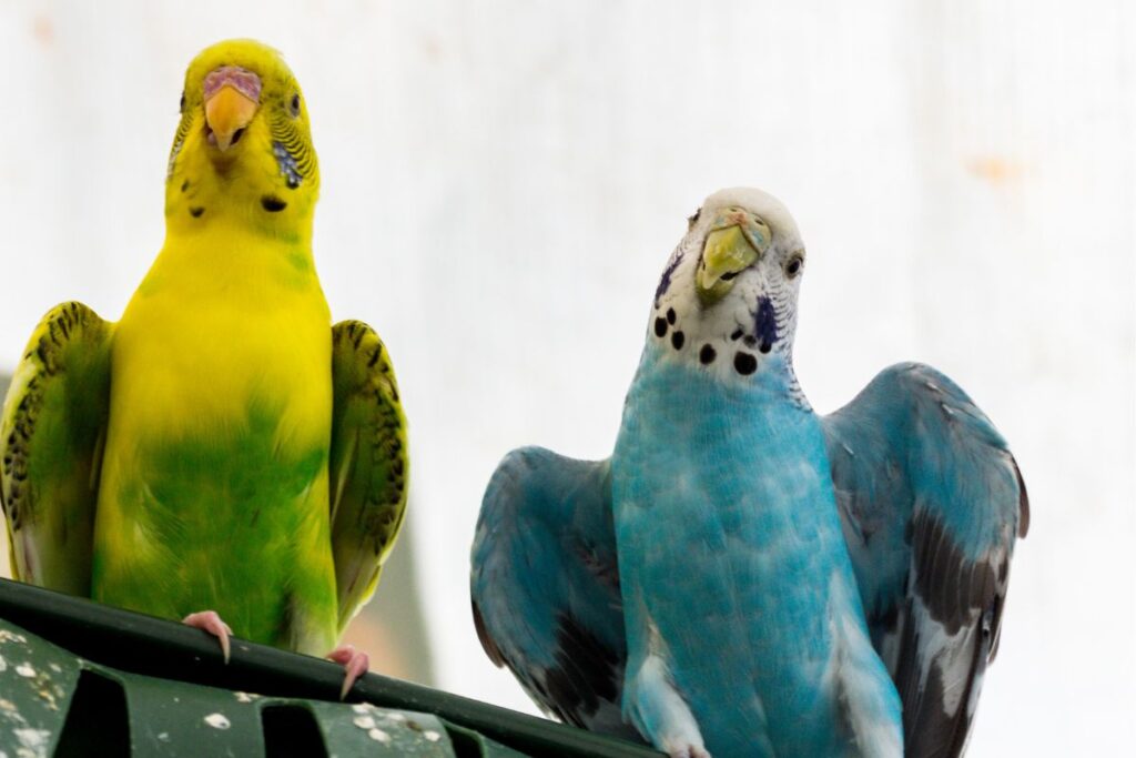 two colorful parakeets