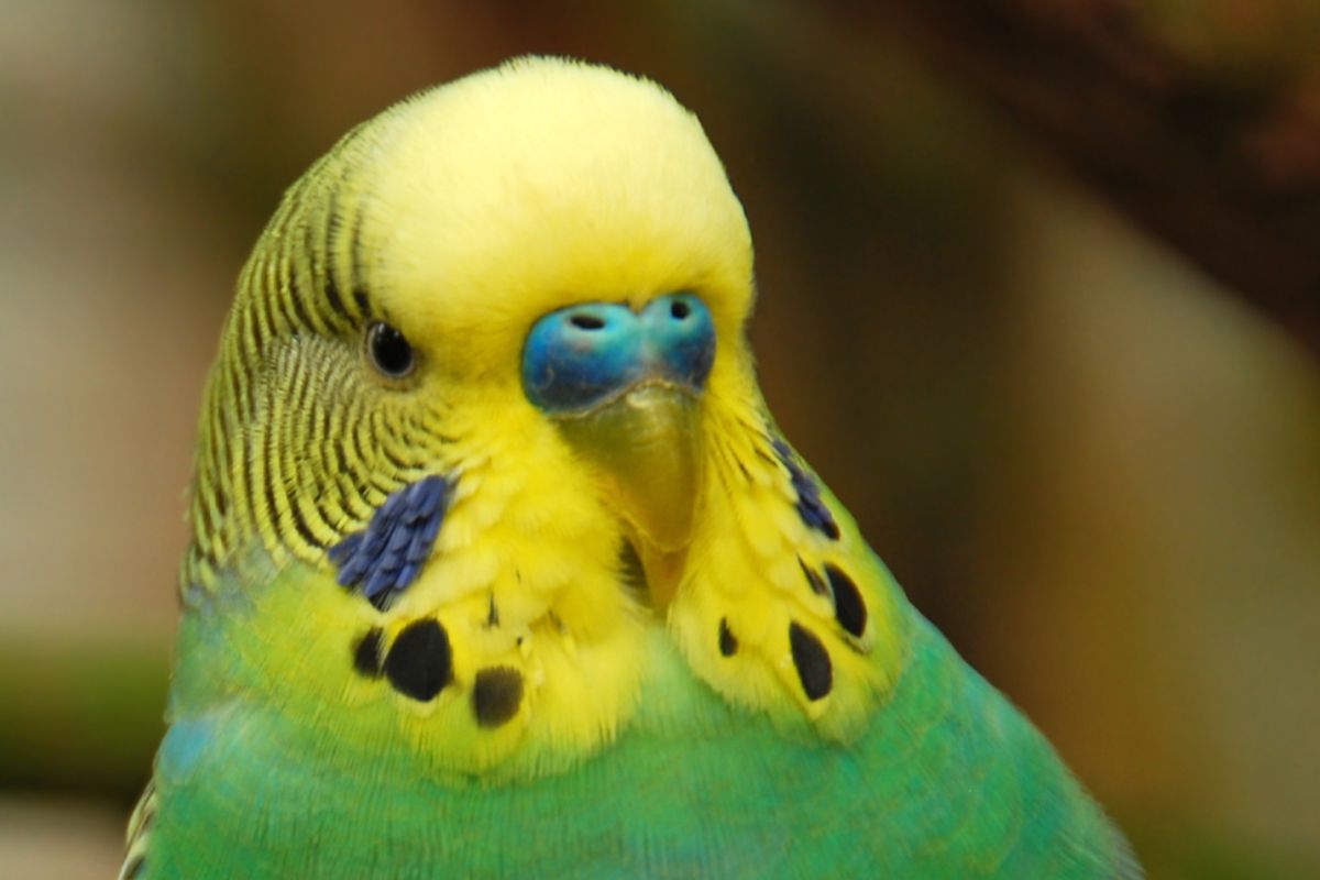 How Can You Tell the Age of a Parakeet - Petsmopolitan