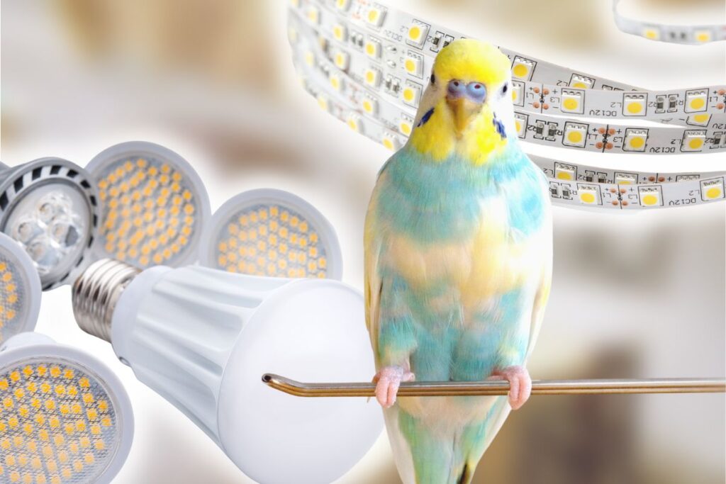 are-led-lights-bad-for-parakeets-petsmopolitan