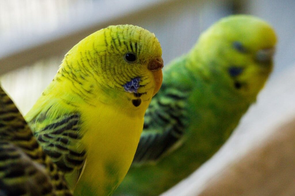 Why Do Parakeets Grind Their Beaks - Petsmopolitan